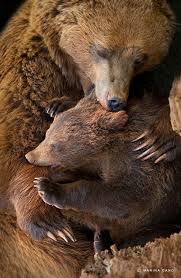 Pin By Amanda Painter On Amazing Pictures Animals Animals Beautiful Cute Animals
