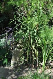 Image result for Cordyline stricta