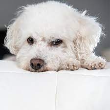 Diese rassen eignen sich bei einer allergie am ehesten. Allergikerhunde Hund Trotz Allergie Halten Tierisch Wohnen