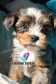 We have gorgeous yorkshire terrier puppies for sale that meet the akc standard under 7 lbs. Rare Exotic Colored Yorkies Merle Yorkies Usa Teacup Puppies Merle Yorkie Puppies For Sale Merle Yorkies Califorina Near Me Gemstone Yorkies Boutique Exotic Rare Yorkies Merle Yorkies Breeder California Teacup Yorkie Puppies