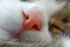 Multiple hereditary health issues contribute to this, including polycystic kidney disease and a. Pink Growths In The Nose In Cats Symptoms Causes Diagnosis Treatment Recovery Management Cost