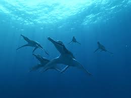 Image result for Dolichopentas