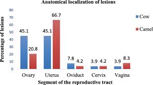 Approximate incubation periods and see table. Comparative Study On Lesions Of Reproductive Disorders Of Cows And Female Dromedary Camels Slaughtered At Addis Ababa Adama And Akaki Abattoirs With Bacterial Isolation And Characterization Bmc Veterinary Research Full Text