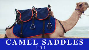 This is off the top of my head it depends how you ride for you saddle you can ride western or english!!!;) you the reason why u would need a camel in the desert is because it will carry u and u won't have to worry about getting tired from walking and you can probably. Camel Saddles 101 Youtube