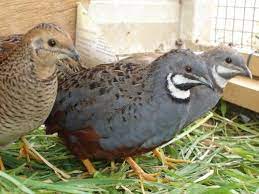 Chinese Quails From The Diary Of A King Quail Quail Belgian Blue Cattle Araucana Chickens