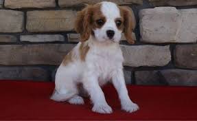 Let me tell you a little bit about myself and my family. Cavalier King Charles Spaniel Puppies For Sale Houston Tx 268250