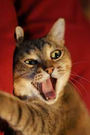 Funny Cat Pictures No Swear Words Cat Best Of The Funny Meme Cats Cat Facts Cute Animal Memes