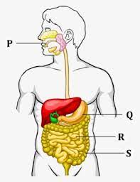 We did not find results for: Figure Shows The Process Of Digestive System Digestive System Class 3 Transparent Png 496x645 Free Download On Nicepng