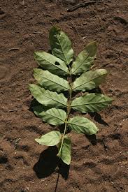 Image result for Fernandoa magnifica