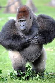 J J Zoo Miami S Lowland Silverback Gorilla Silverback Gorilla Gorilla Silverback