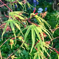 Die acer palmatum roseo marginatum benötigt einen sonnigen bis halbschattigen standort. Acer Pflanzenkombinationen Matelma