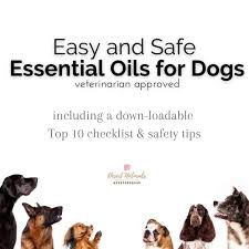 Which oils are safe for cats? Top 10 Safe Essential Oils For Dogs Desert Naturals Natural Living Health And Wellness Using Essential Oils With Dawn Goehring