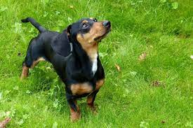 Better known as the weiner dog, dachshunds are an unmistakable breed. Dachshund Temperament Personality Canna Pet