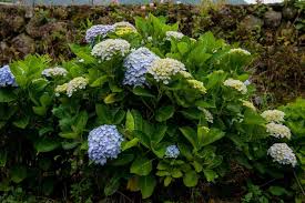 In general, different types of hydrangeas flower at different times of the year. Is Your Hydrangea Drooping 5 Of The Most Common And Fixable Causes The Practical Planter