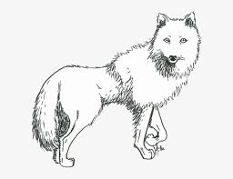 How to draw a black and white wolf / wolf head in zentangle style. Prometheus Drawing White Wolf Sketch Of An Arctic Wolf Free Transparent Png Download Pngkey