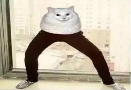Discover 126 free cat meme png images with transparent backgrounds. Pants Cat Online