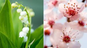 Sometimes its fun to begin your research with your birth month, or that of someone you know. What Your Birth Flower Says About You The Birth Flower For Each Month Of The Year
