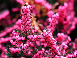 Easy to grow, this plant is a welcomed addition to rock gardens, groundcover, slopes, coastal gardens, cottage gardens or containers. Great Plant Picks Unbeatable Plants For The Maritime Northwest Garden
