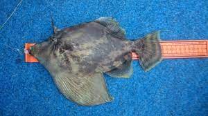 First Time Catching One Of These Wild Looking Fish Fan Bellied Leatherjacket Brisbane Australia Fishing