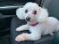 Bichon Frise Utility Cut
