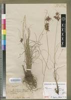 Image result for Cyperus amauropus