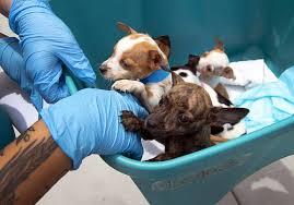 Maybe you would like to learn more about one of these? Puppies Discovered By Metro Are Heading To Various Rescue Shelters Las Vegas Sun Newspaper