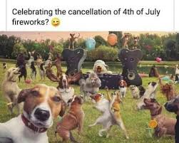 Celebrating The Cancellation Of 4th Of July Fireworks Funny Dog Memes Funny Dogs Funny Dog Pictures
