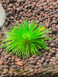 Image result for Eriocaulon africanum