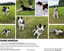 Image result for karelský medvědí pes