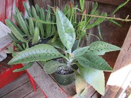Image result for Kalanchoe gastonis-bonnieri