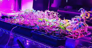 Growing Plants Indoors With Artificial Light An Ultimate Guide For Beginners Growing Plants Indoors Grow Lights For Plants Led Grow Lights