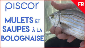 Peche Au Pain En Mer Saupes Et Mulets A La Canne Bolognaise Youtube