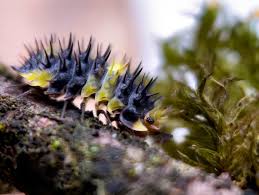 Image result for Callilepis laureola