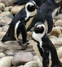 Jump to section how is global warming linked to extreme weather? African Penguin Online Learning Center Aquarium Of The Pacific