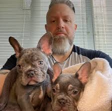 Browse and find french bulldog puppies today, on the uk's leading dog only classifieds site. About Us Vancouver Bulldogs