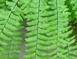 Image result for Adiantum vogelii