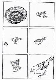 Bird coloring pages for preschoolers. Lfe Cycle Bird Coloring Pages Life Cycles Animal Life Cycles Bird Life Cycle