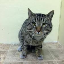 Not all turtle species spend time outside of. Pin On Urgent Cats And Kittens