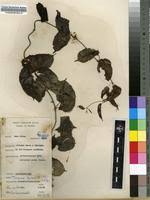 Image result for Telosma africana