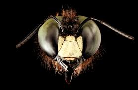 Carpenter bees are generally territorial and solitary. Eastern Carpenter Bee Wikiwand