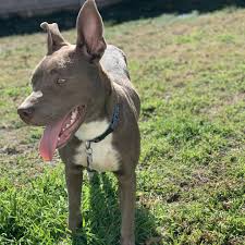 Aged 9, bama is in good health. Independent Animal Rescue A Non Profit Organization Providing Foster Adoption And Spay Neuter Services In The Triangle Area Of North Carolina