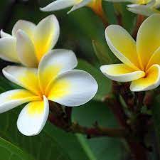 Organic Frangipani Essential Oil Enfleurage Aka Plumeria Essential Oil Beautiful Flowers Plumeria Flowers Hawaiian Flowers