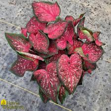 Image result for Caladium