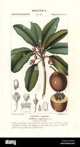 Image result for Manilkara zapota