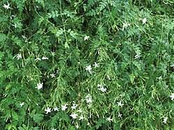 Image result for Jasminum grandiflorum