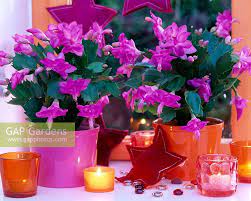 Christmas cactus is one of the most colorful flowering houseplants for the holidays. Schlumbergera Tenden Stock Photo By Friedrich Strauss Image 0843672