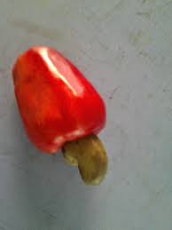 ALINDER (The Aluminium Industries Limited ): 2011