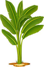 Pin On Clipart Trees And Leaves