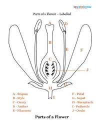 Parts Of A Flower Lovetoknow