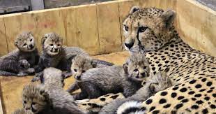 Cheetah Named Bingwa Gives Birth To 8 Cubs At St Louis Zoo Cheetah Cubs St Louis Zoo Pet Birds